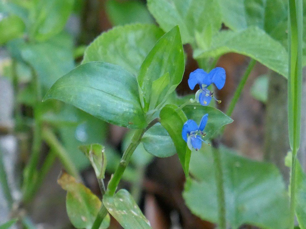 Commelina erecta (whitemouth dayflower)