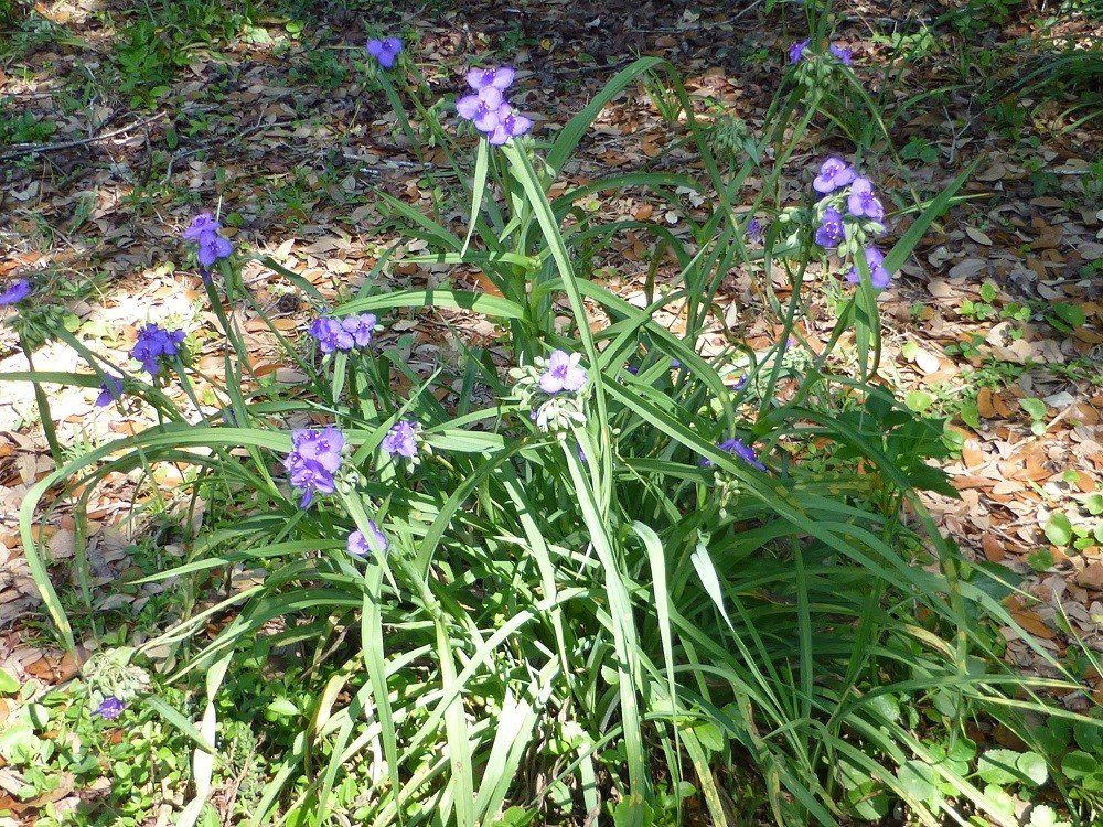 Tradescantia ohiensis (Ohio spiderwort)