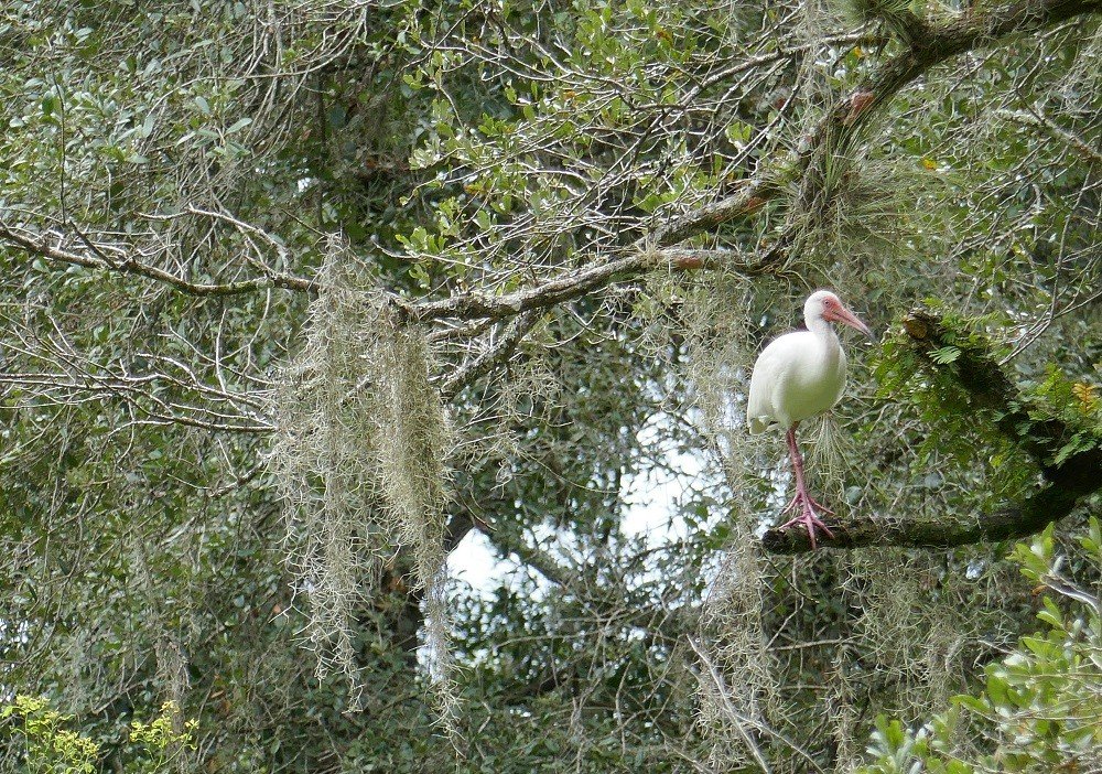 Spanish Moss Plays Role in Natural Flora and Fauna