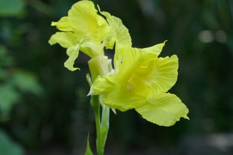 Canna flaccida flowers