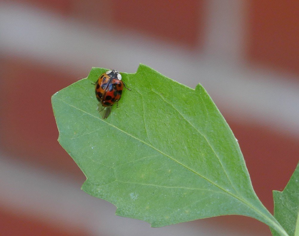 ladybug on a leaf