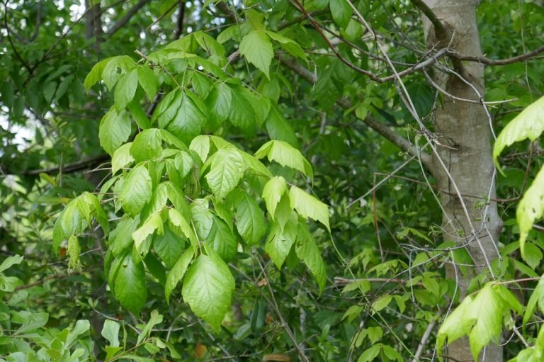 leaves of the box elder tree, Acer negundo