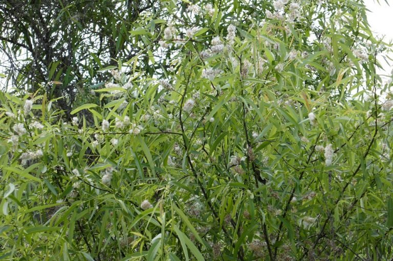 Salix caroliniana (Coastal Plain Willow)