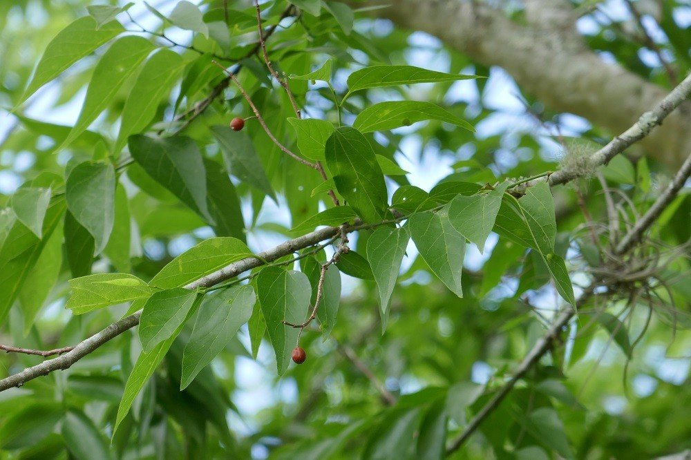 Celtis laevigata (Hackberry tree) leaves and fruit