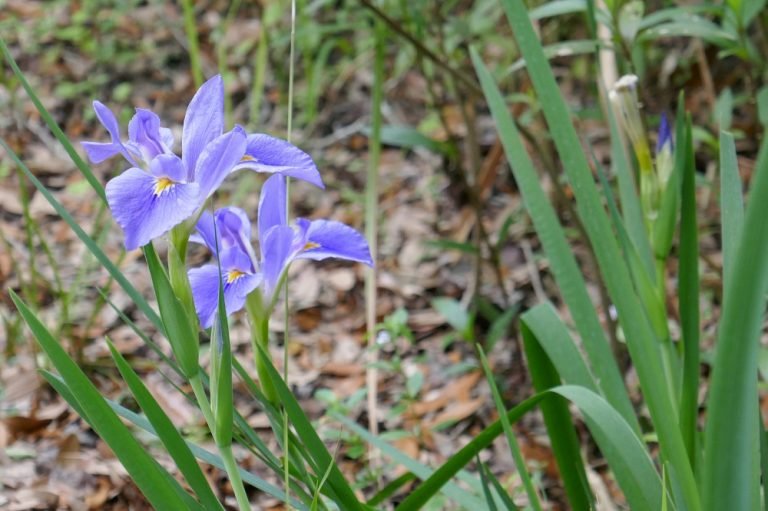 Iris virginica (Southern Blue Flag)