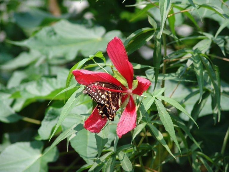 scarlet hibiscus flower and palamedes swallowtail butterfly