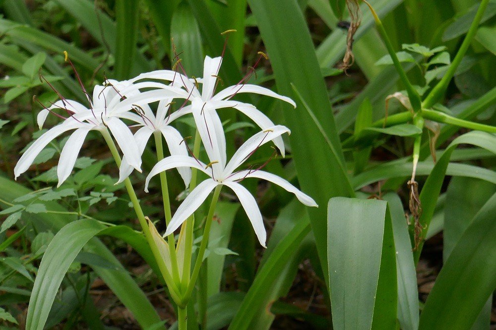 white flowers of the Crinum americanum (String Lily)