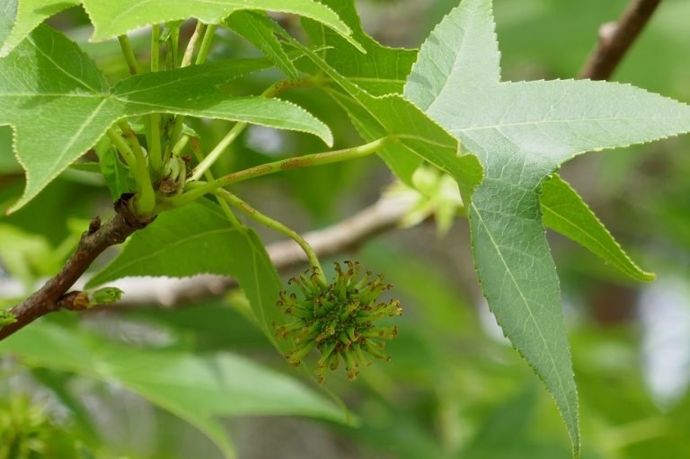 Liquidambar styraciflua (sweet gum) leaves and seed pod