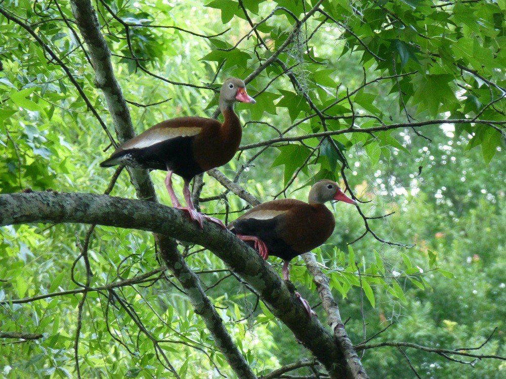 Black-bellied whistling-ducks (Dendrocygna autumnalis) perched in a live oak tree