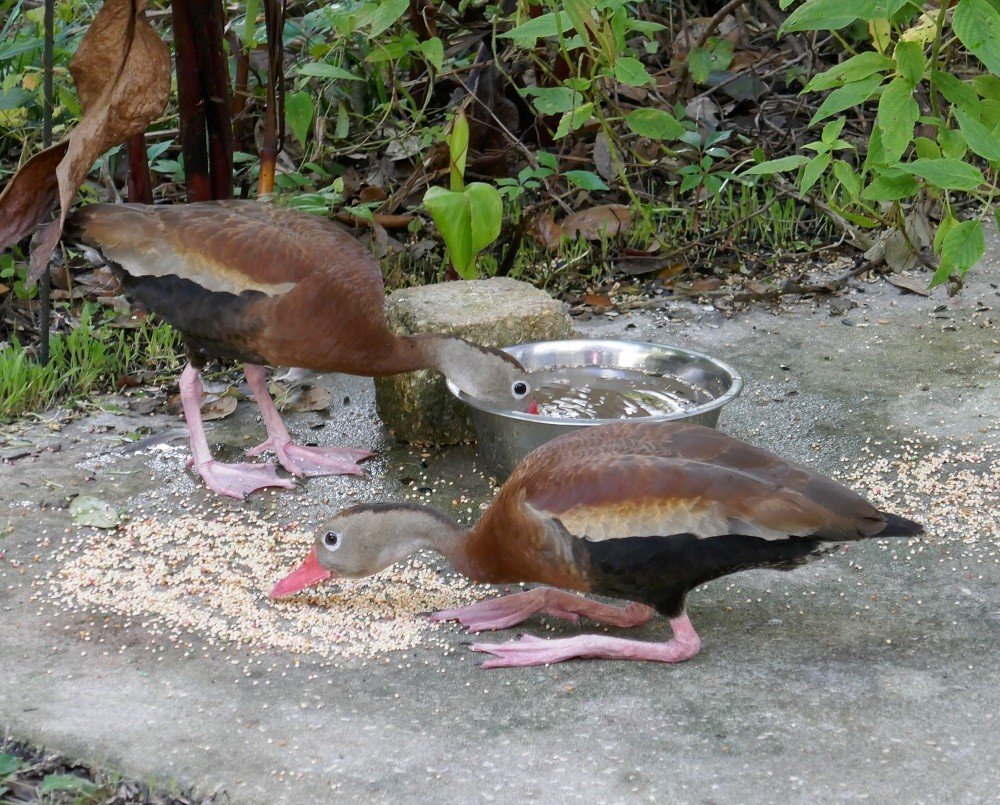 Black-bellied whistling-ducks, Dendrocygna autumnalis