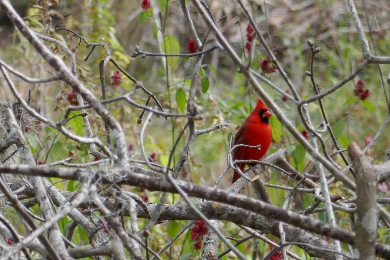 northern red cardinal bird perched in a leafless tree