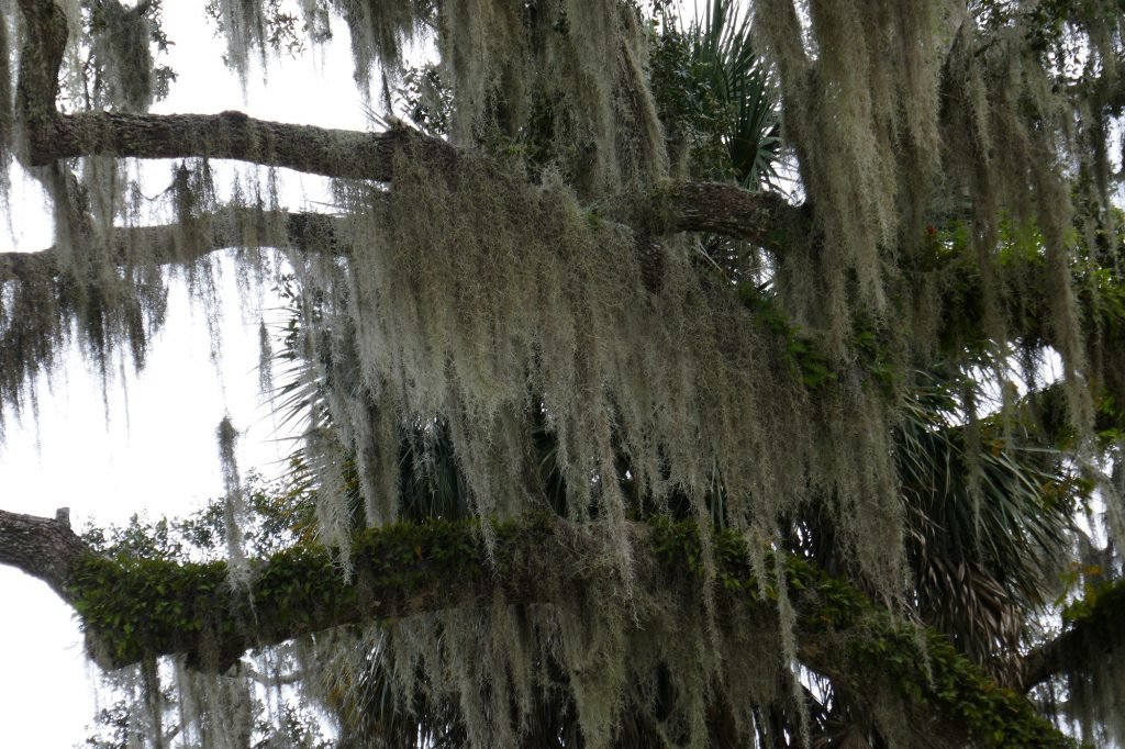 Spanish moss (Tillandsia usneoides) hanging from a live oak tree
