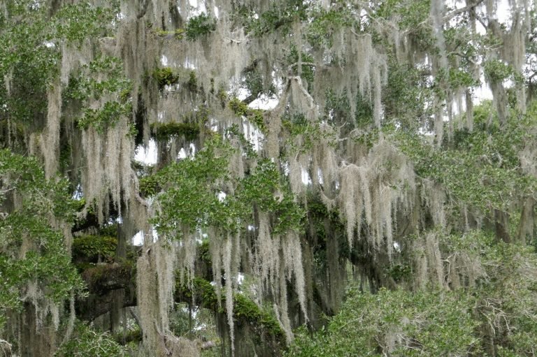 Spanish Moss Sharons Florida