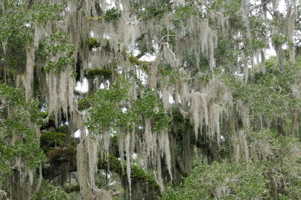 Spanish moss (Tillandsia usneoides) hanging from a live oak tree