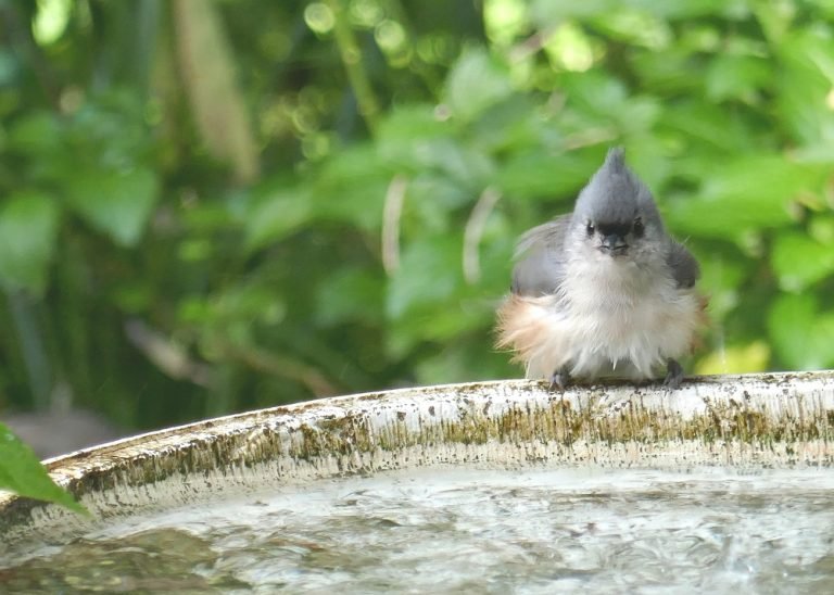 tufted titmouse (Paus bicolor) sitting on birdbath edge