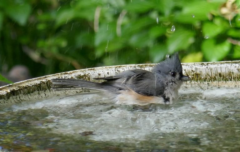 tufted titmouse (Paus bicolor) in a birdbath