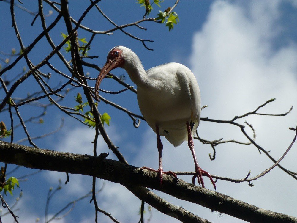 White ibis (Eudocimus albus) perched on a tree limb