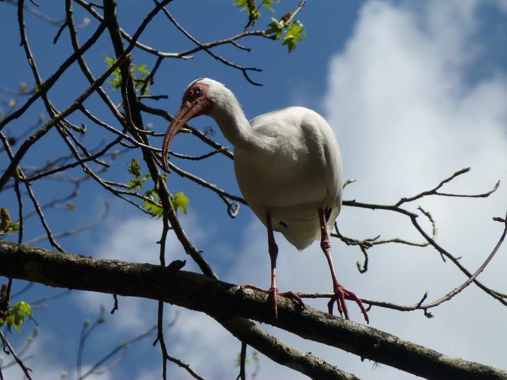 IBIS