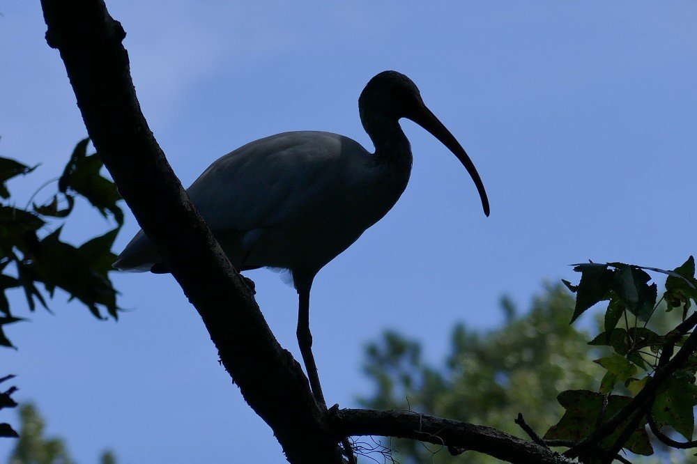 White ibis (Eudocimus albus) silhouette