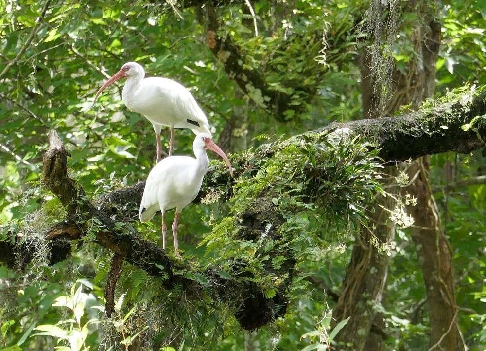 White ibises (Eudocimus albus) perched on a live oak limb with green fly orchids