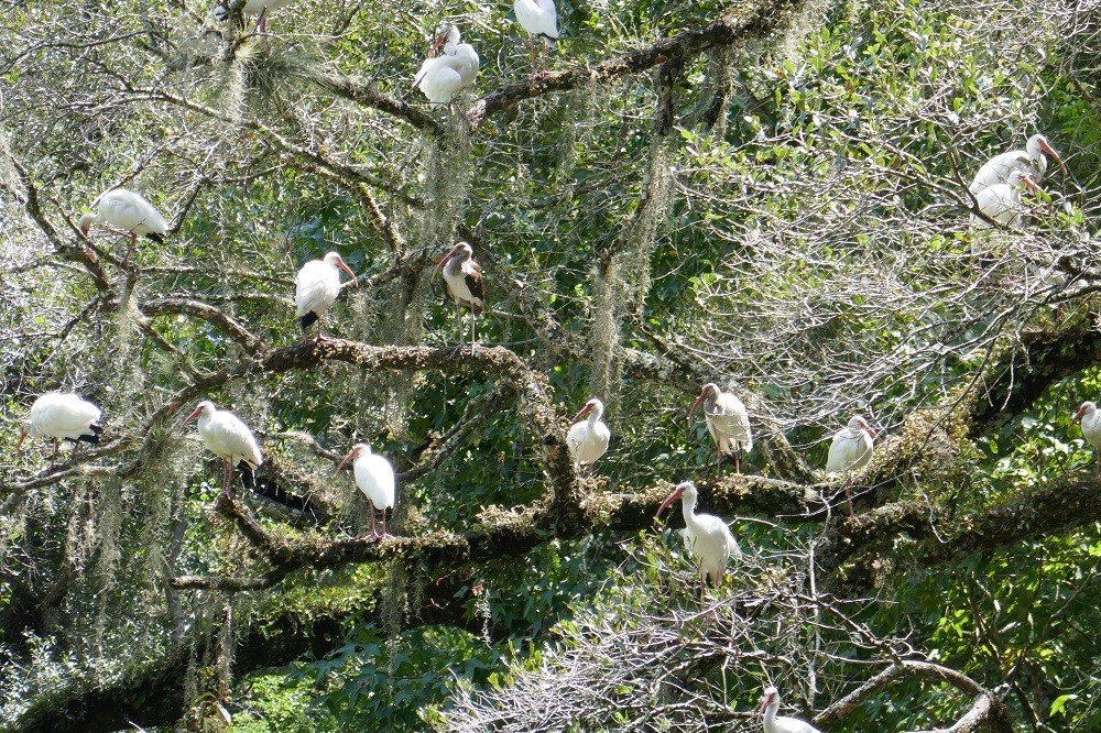 a flock of white ibises (Eudocimus albus) roosting in a live oak tree