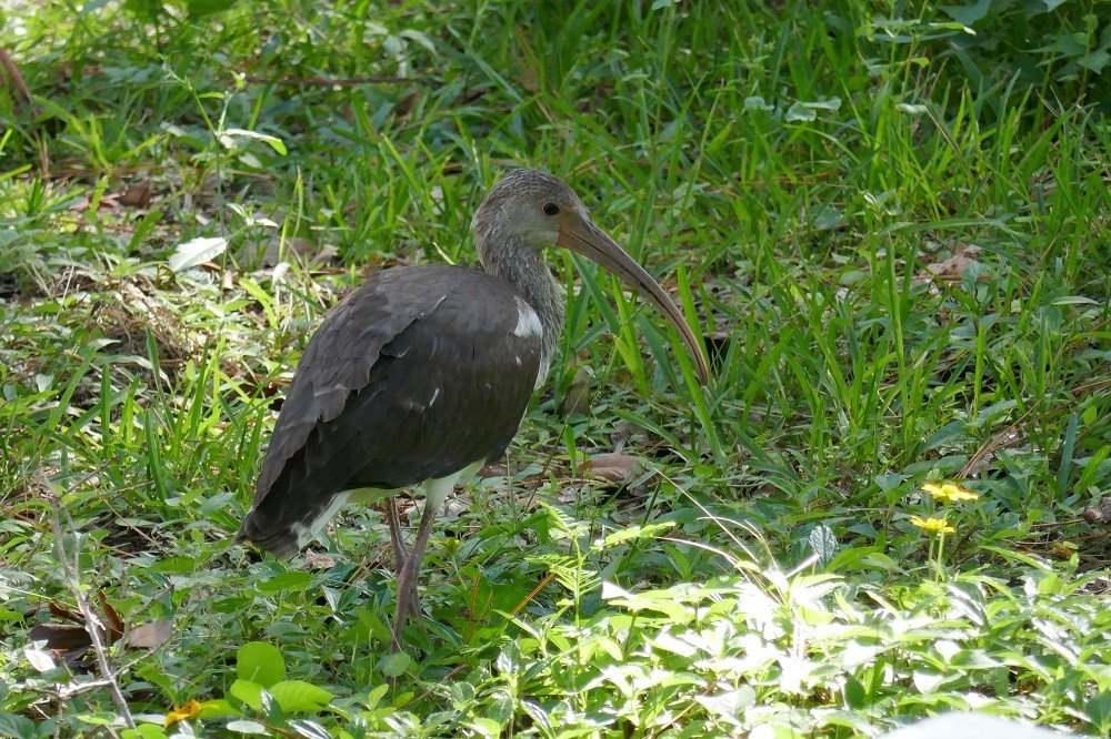 a juvenile white ibis (Eudocimus albus)