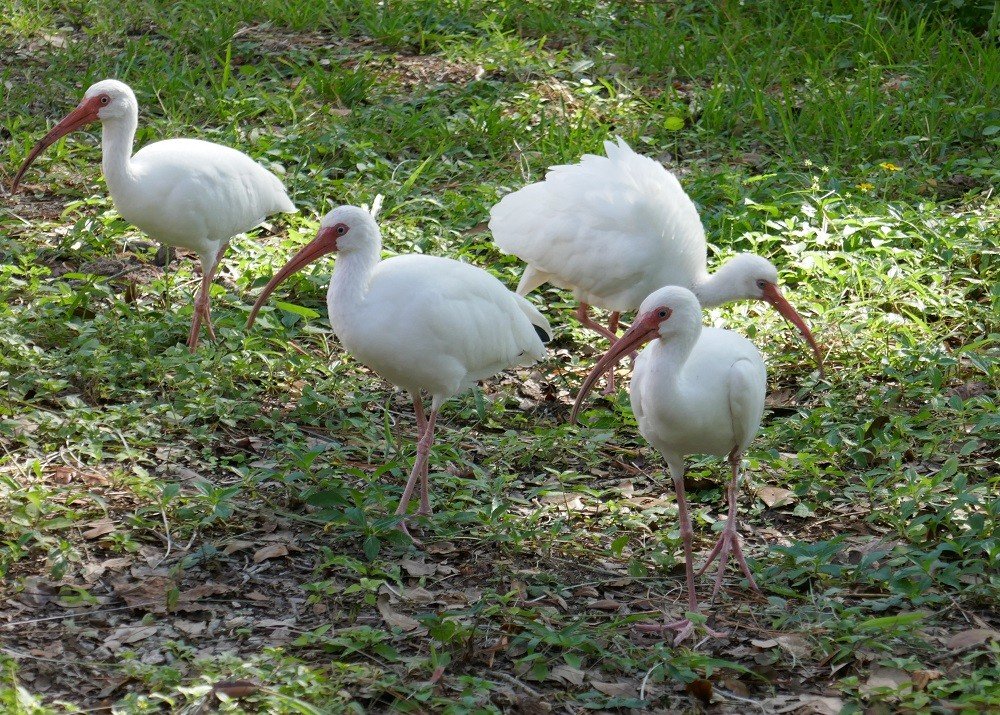 white ibises (Eudocimus albus) walking through a lawn looking for food