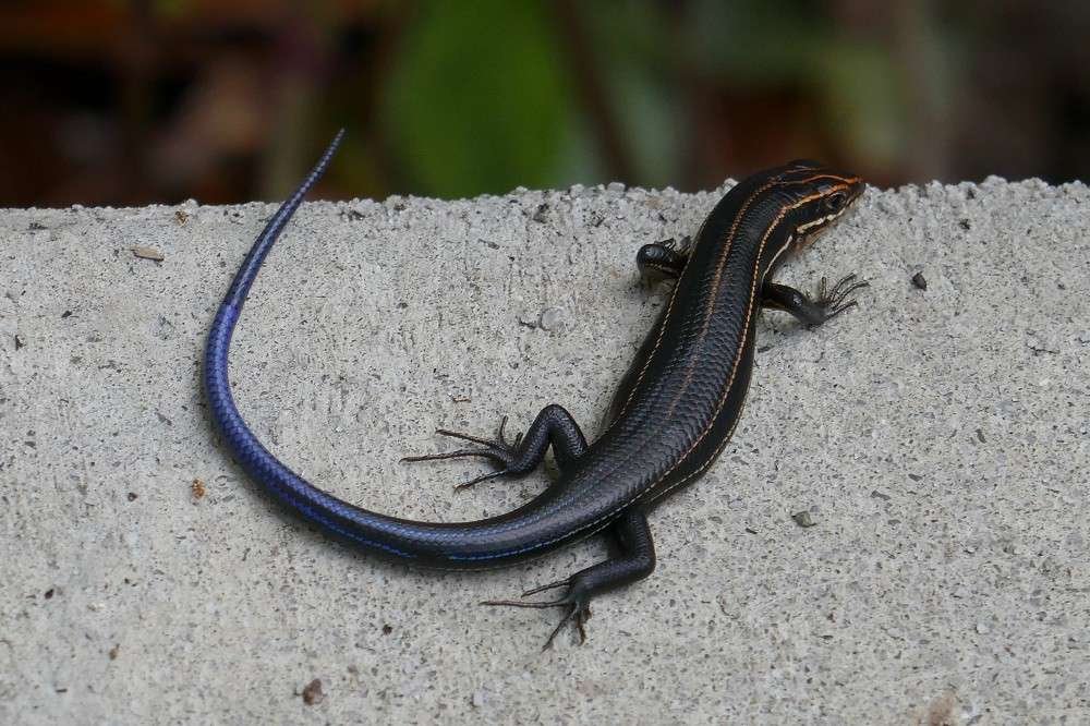 five-lined skink (Plestiodon fasciatus) resting on a sidewalk