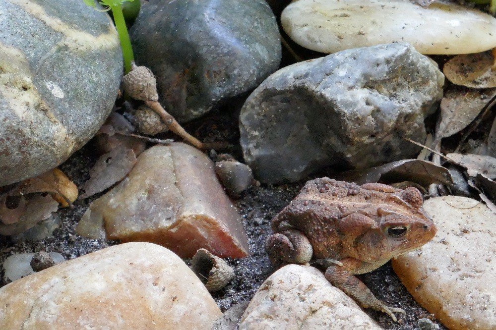 oak toad (Anaxyrus quercicus)