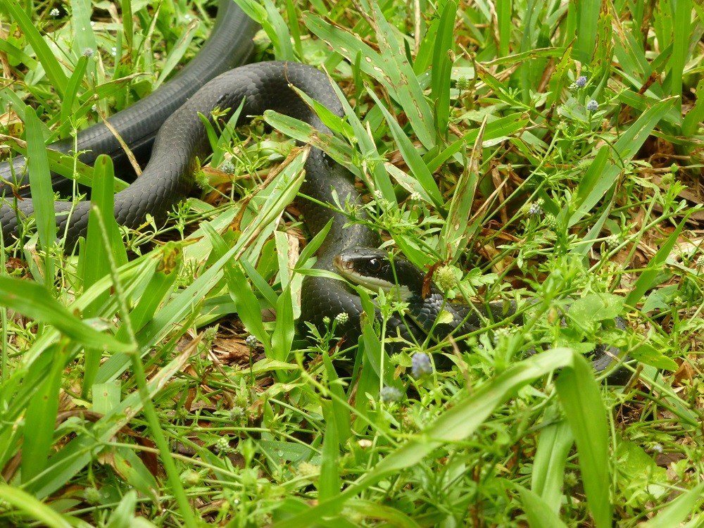 black racer (Coluber constrictor priapus)