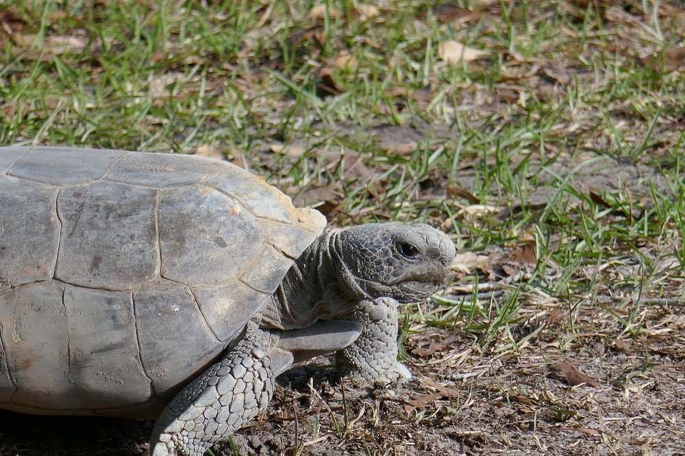 gopher tortoise (Gopherus polyphemus)