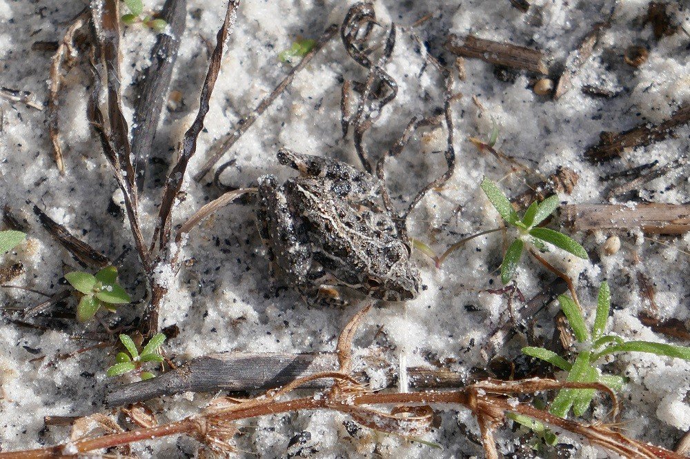 Florida cricket frog (Acris gryllus dorsalis)