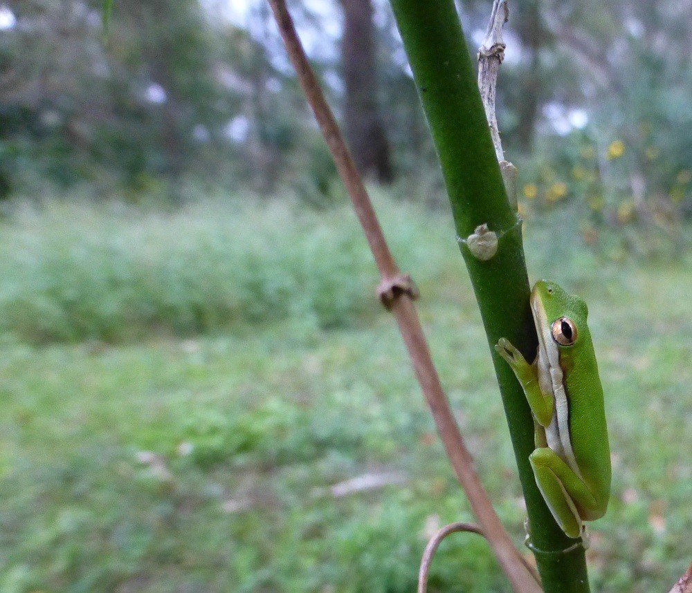 green tree frog (Hyla cinerea)