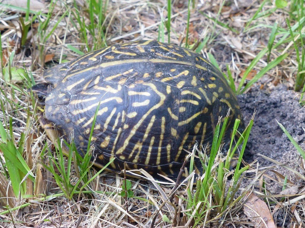 Florida box turtle (Terrapene carolina bauri) laying eggs in a lawn