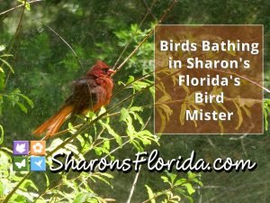 a northern cardinal bathing in the mist of sharons florida bird mister