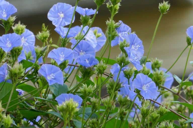 Skyblue clustervine (Jacquemontia pentanthos) flowers