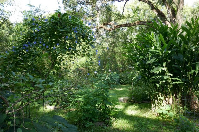 Skyblue clustervine (Jacquemontia pentanthos) growing in the landscape as a living umbrella