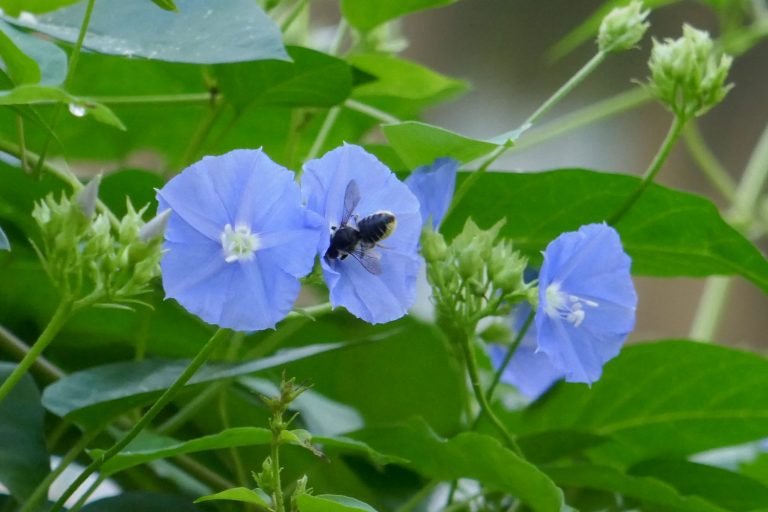 Skyblue clustervine (Jacquemontia pentanthos) flower and leaf cutter bee