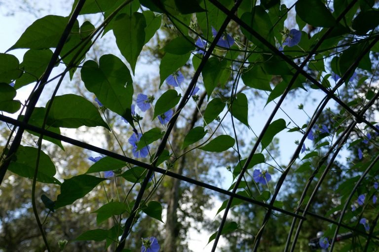 Skyblue clustervine (Jacquemontia pentanthos) view of the vine through a trellis