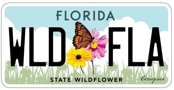 Revised Florida license plate showing flowers of Coreopsis leavenworthii (Leavenworth’s tickseed) and Coreopsis nudata (Georgia tickseed)