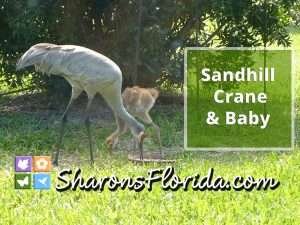 mother sandhill crane and baby eating at a bird feeder