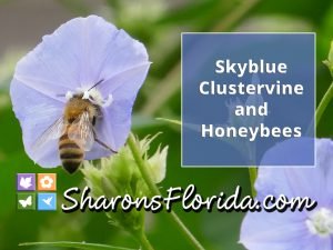 YouTube video link to skyblue clustervine and honeybees