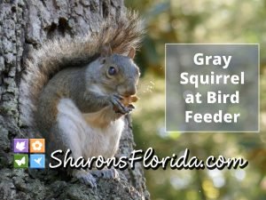 gray squirrel YouTube video link