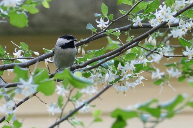 carolina chickadee perched in a snowbell tree