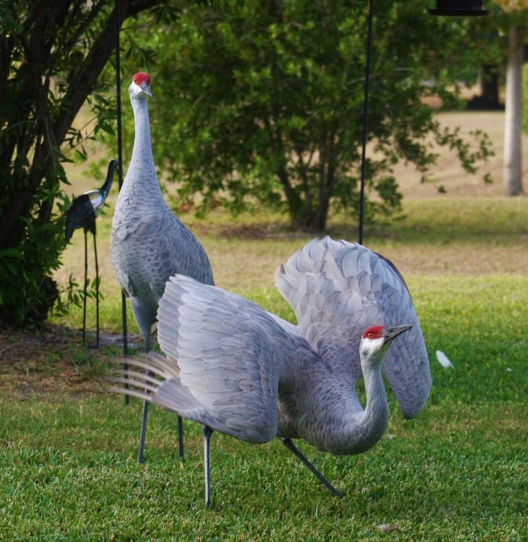 sandhill crane pair with one posturing