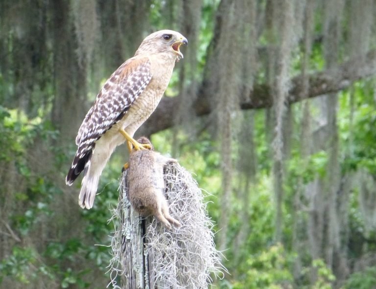 red shouldered hawk clutching a cottontail rabbit