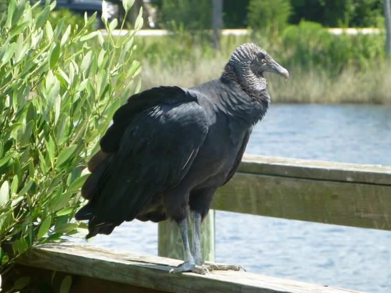 black vulture