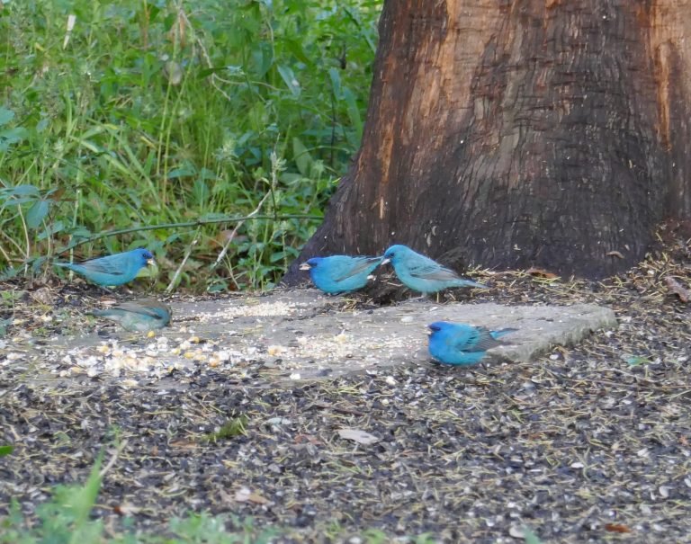 indigo buntings eating bird seed at a feeder