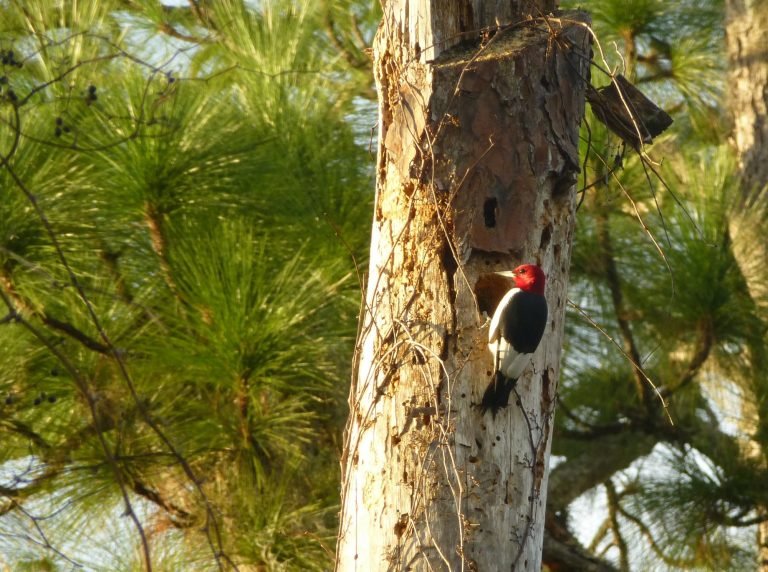red headed woodpecker creating a nest cavity