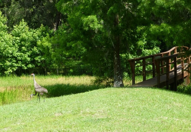 a pair of sandhill cranes at McKethan Lake Park in Brooksville Florida